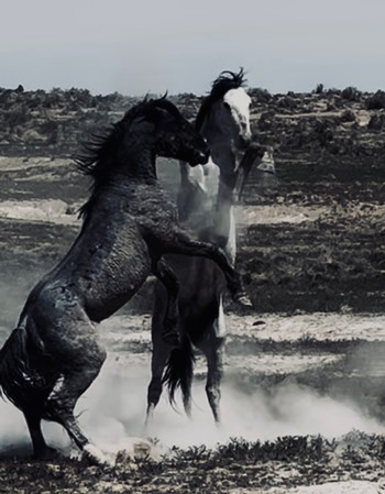 Wild Horses
